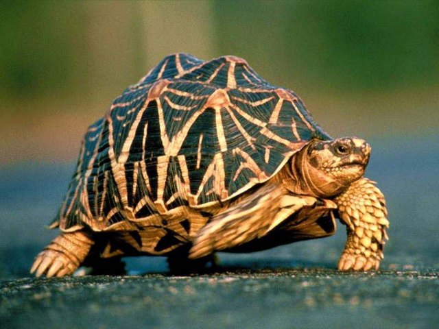 Все о черепахах в Иваново | ЗооТом портал о животных