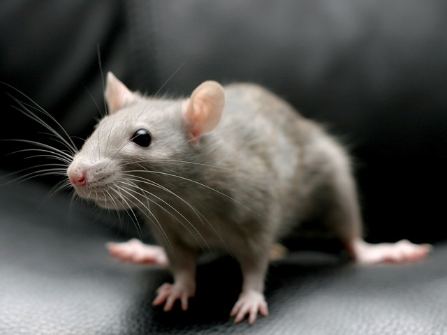 Все о крысах в Иваново | ЗооТом портал о животных