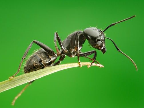 Все о муравьях в Иваново | ЗооТом портал о животных