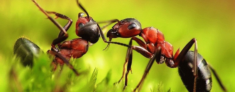 Все о муравьях в Иваново | ЗооТом портал о животных