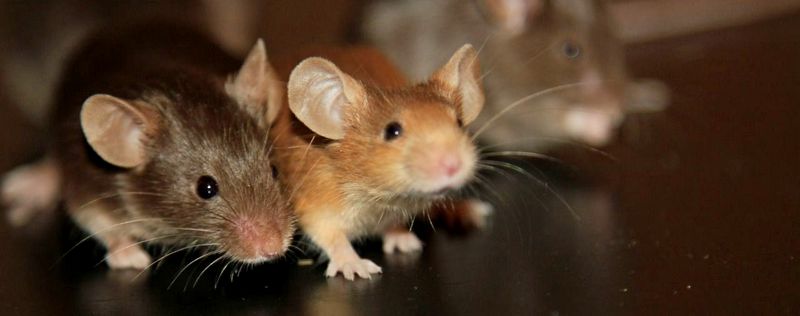 Все о мышах в Иваново | ЗооТом - продажа, вязка и услуги для животных в Иваново