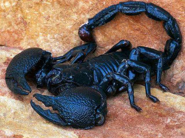 Все о скорпионах в Иваново | ЗооТом портал о животных