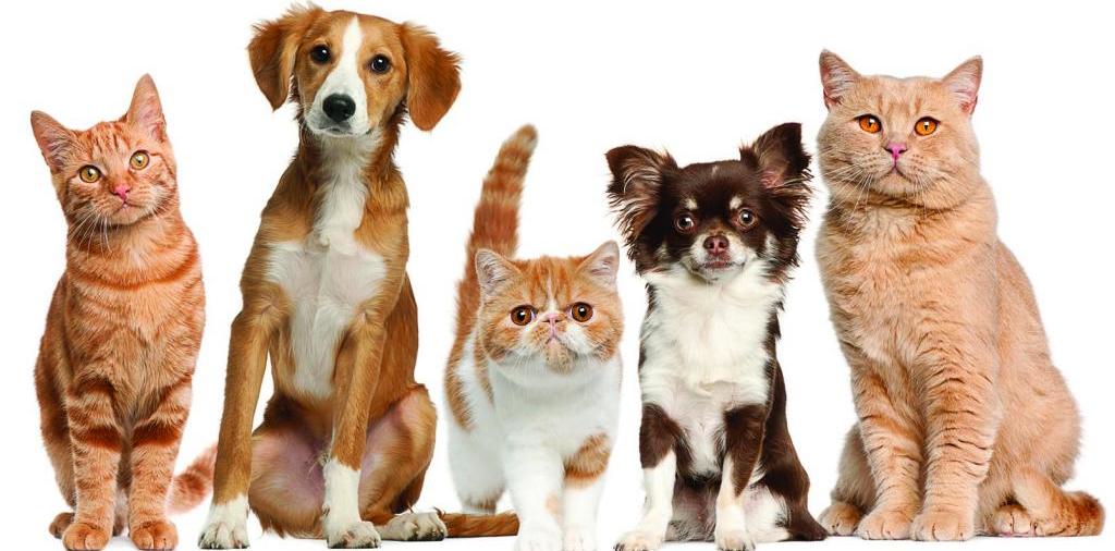 Доска объявлений о животных | ЗооТом - продажа, вязка и услуги для животных в Иваново