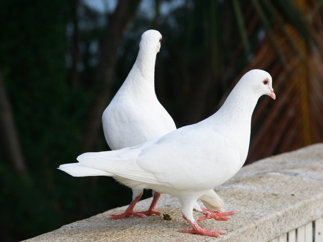 Все о голубях | ЗооТом - продажа, вязка и услуги для животных в Иваново