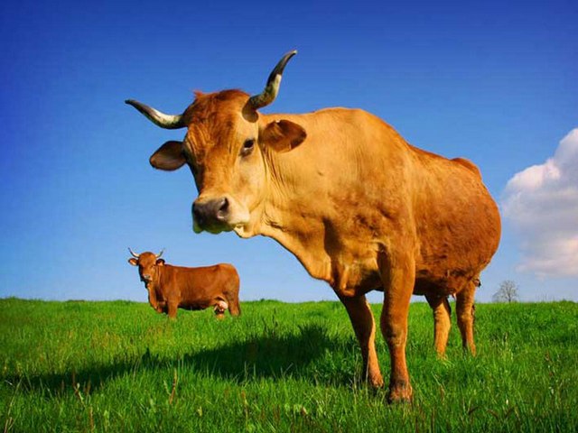 Все о коровах в Иваново | ЗооТом портал о животных