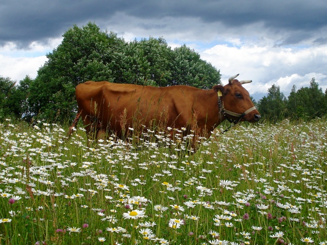 Все о коровах в Иваново | ЗооТом портал о животных