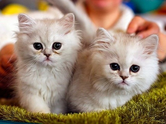 Породы кошек в Иваново | ЗооТом портал о животных