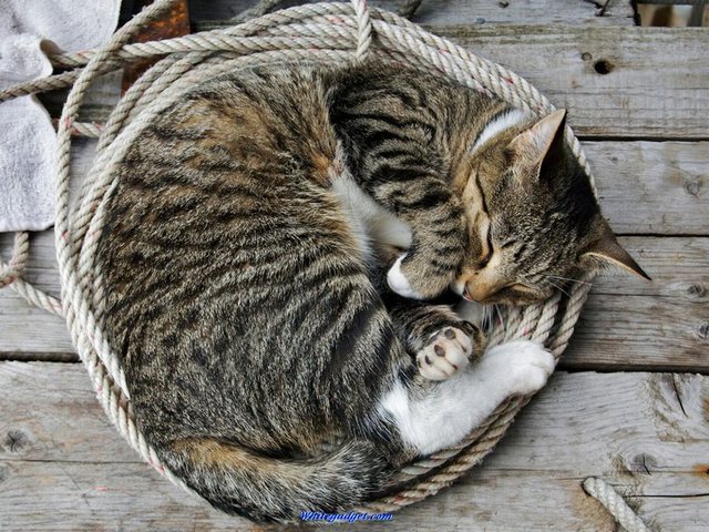 Все о кошках в Иваново | ЗооТом портал о животных