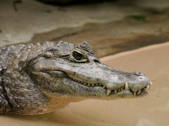 Все о крокодилах в Иваново | ЗооТом портал о животных