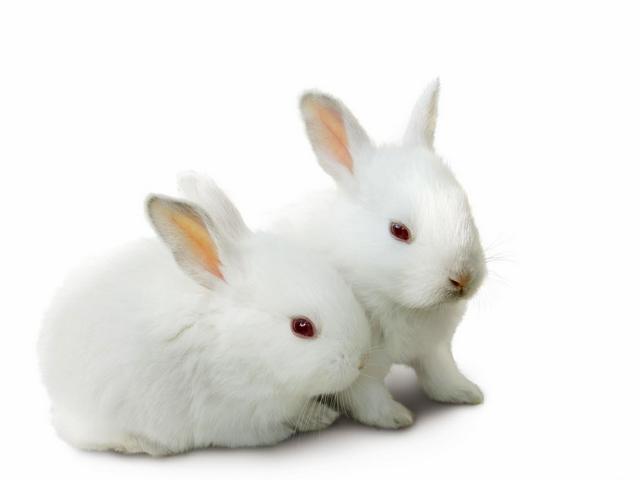 Все о кроликах в Иваново | ЗооТом портал о животных