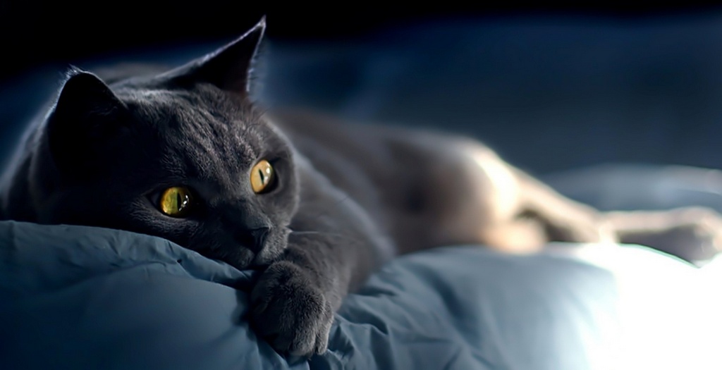 Объявления о кошках | ЗооТом - продажа, вязка и услуги для животных в Иваново