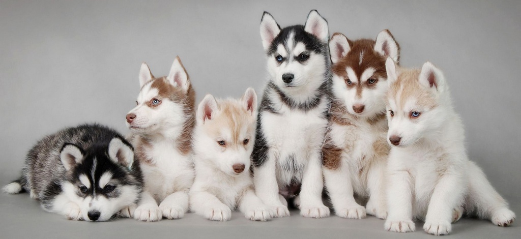 Объявления о собаках | ЗооТом - продажа, вязка и услуги для животных в Иваново
