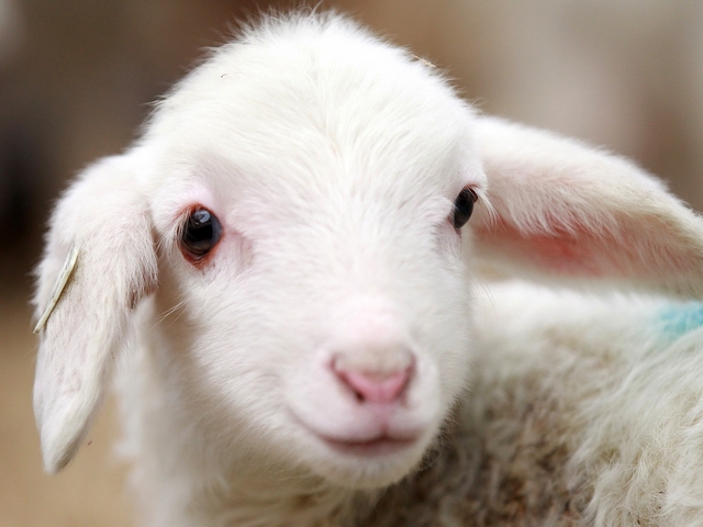 Овцы и бараны в Иваново | ЗооТом портал о животных