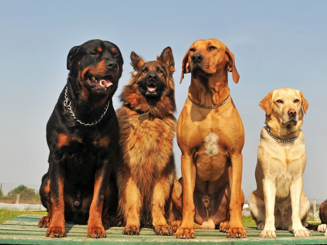 Крупные породы собак в Иваново | ЗооТом портал о животных