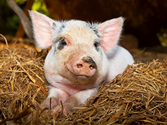 Все о свиньях в Иваново | ЗооТом портал о животных